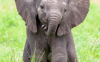 Elephants like this can be seen at the West Midland Safari Park